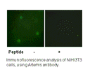 Product image for Artemis (Ab-516) Antibody