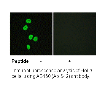 Product image for AS160 (Ab-642) Antibody