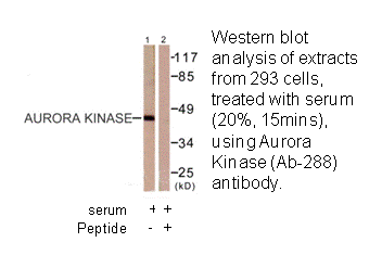 Product image for Aurora Kinase (Ab-288) Antibody