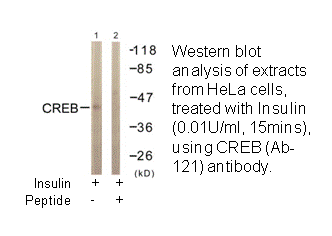 Product image for CREB (Ab-121) Antibody