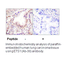 Product image for ETS1 (Ab-38) Antibody