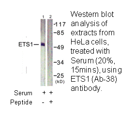 Product image for ETS1 (Ab-38) Antibody