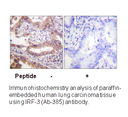 Product image for IRF3 (Ab-385) Antibody