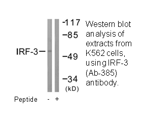 Product image for IRF3 (Ab-385) Antibody