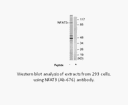 Product image for NFAT3 (Ab-676) Antibody