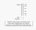 Product image for NFAT4 (Ab-165) Antibody