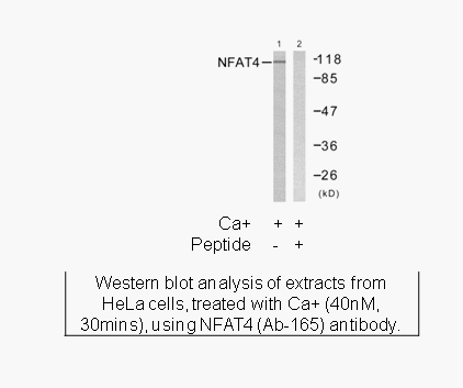 Product image for NFAT4 (Ab-165) Antibody