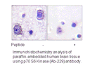 Product image for p70 S6 Kinase (Ab-229) Antibody