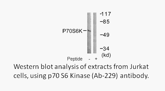 Product image for p70 S6 Kinase (Ab-229) Antibody