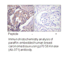 Product image for p70 S6 Kinase (Ab-371) Antibody