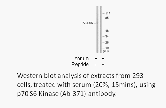Product image for p70 S6 Kinase (Ab-371) Antibody