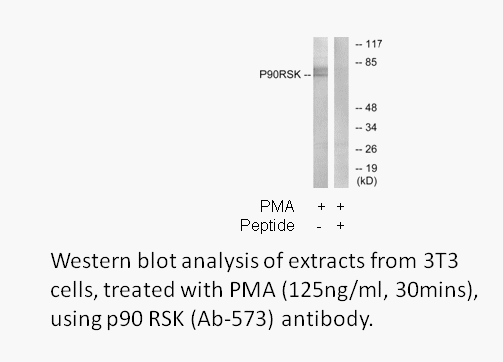 Product image for p90 RSK (Ab-573) Antibody