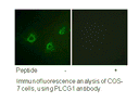 Product image for PLCG1 (Ab-1253) Antibody
