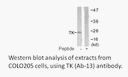 Product image for TK (Ab-13) Antibody