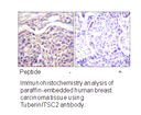 Product image for Tuberin/TSC2 (Ab-1462) Antibody