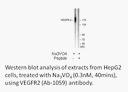 Product image for VEGFR2 (Ab-1059) Antibody