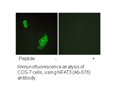 Product image for WAVE1 (Ab-125) Antibody