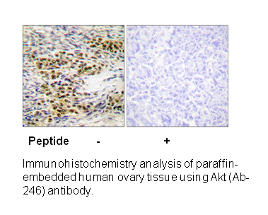 Product image for Akt (Ab-246) Antibody