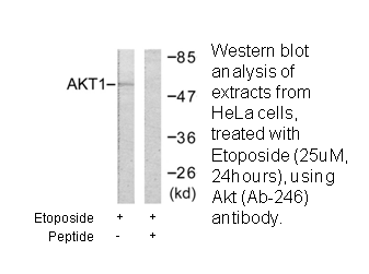 Product image for Akt (Ab-246) Antibody