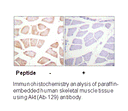 Product image for Akt (Ab-129) Antibody