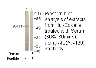 Product image for Akt (Ab-129) Antibody