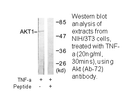 Product image for Akt (Ab-72) Antibody
