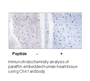 Product image for Chk1 (Ab-296) Antibody