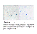 Product image for IRF3 (Ab-396) Antibody