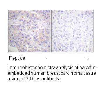 Product image for p130 Cas (Ab-165) Antibody