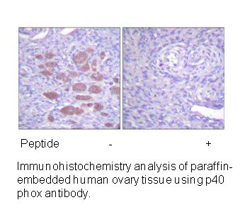 Product image for p40 phox (Ab-154) Antibody