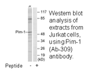 Product image for Pim-1 (Ab-309) Antibody