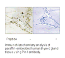 Product image for Pin1 (Ab-1619) Antibody