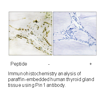 Product image for Pin1 (Ab-1619) Antibody