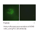 Product image for PLC &beta;3 (Ab-537) Antibody