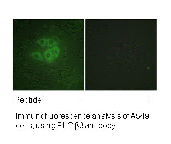 Product image for PLC &beta;3 (Ab-537) Antibody