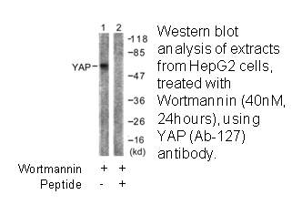 Product image for YAP (Ab-127) Antibody