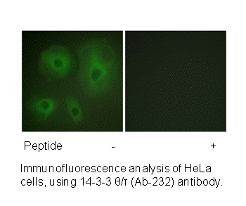 Product image for 14-3-3 &theta;/&tau; (Ab-232) Antibody