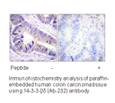 Product image for 14-3-3 &zeta; /&delta; (Ab-232) Antibody