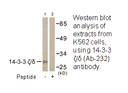 Product image for 14-3-3 &zeta; /&delta; (Ab-232) Antibody