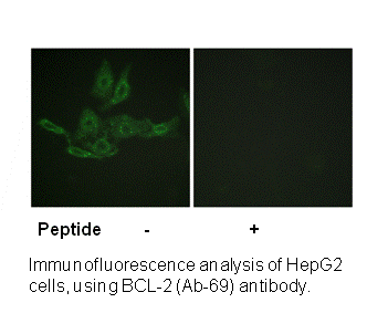 Product image for BCL-2 (Ab-69) Antibody