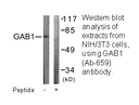 Product image for GAB1 (Ab-659) Antibody