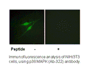 Product image for p38 MAPK (Ab-322) Antibody