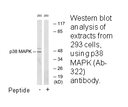 Product image for p38 MAPK (Ab-322) Antibody