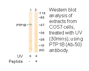 Product image for PTP1B (Ab-50) Antibody