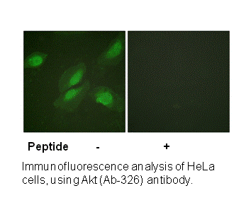 Product image for Akt (Ab-326) Antibody