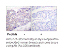 Product image for Akt (Ab-326) Antibody
