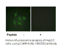Product image for CaMK4 (Ab-196/200) Antibody