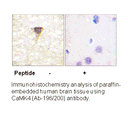 Product image for CaMK4 (Ab-196/200) Antibody