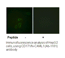 Product image for CD171/N-CAML1 (Ab-1181) Antibody
