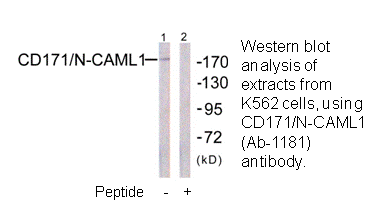 Product image for CD171/N-CAML1 (Ab-1181) Antibody